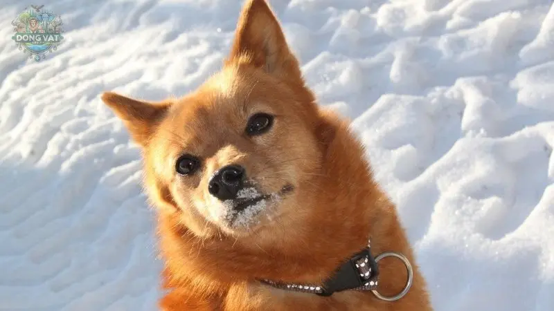 Hình ảnh chó Finnish Spitz 18