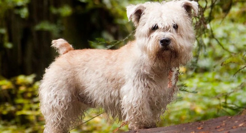 Cách chăm sóc chó Glen of Imaal Terrier 1