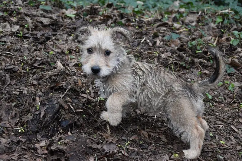 Hình ảnh chó Glen of Imaal Terrier 1