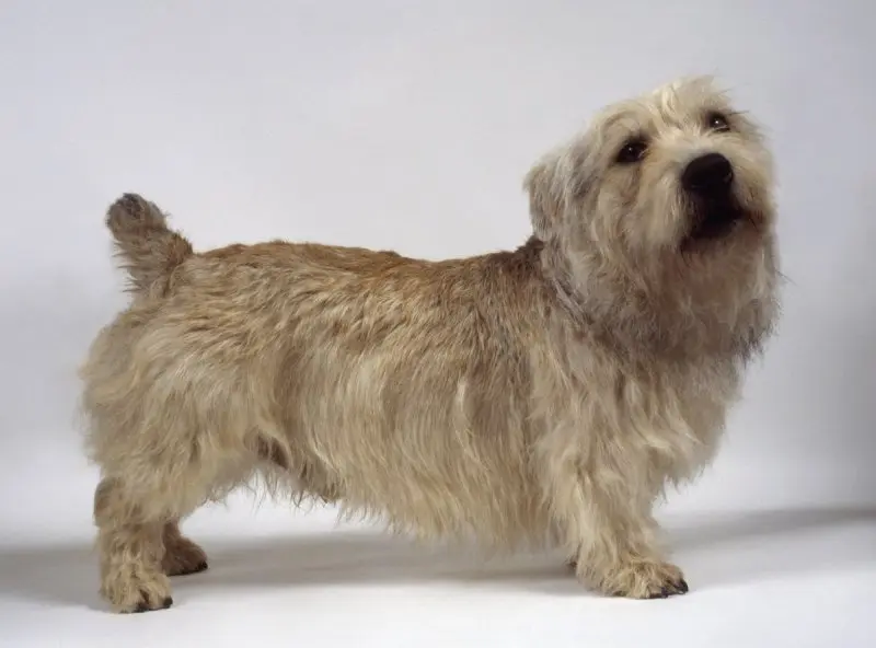 Hình ảnh chó Glen of Imaal Terrier 2