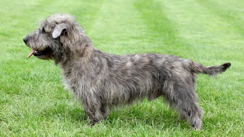 Hình ảnh chó Glen of Imaal Terrier 3