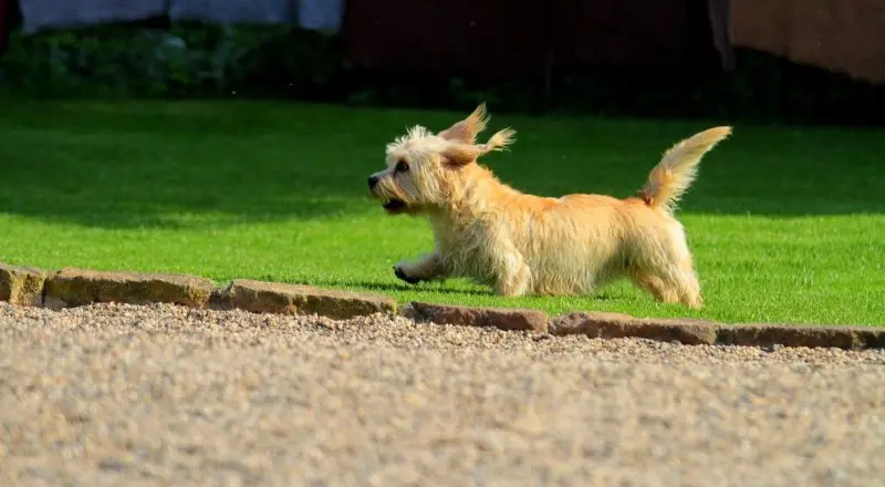 Hình ảnh chó Glen of Imaal Terrier 5