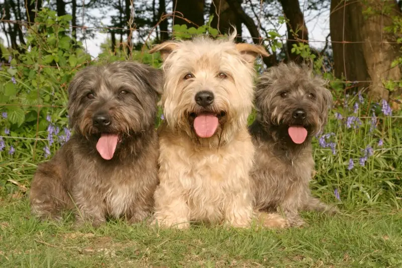 Hình ảnh chó Glen of Imaal Terrier 6