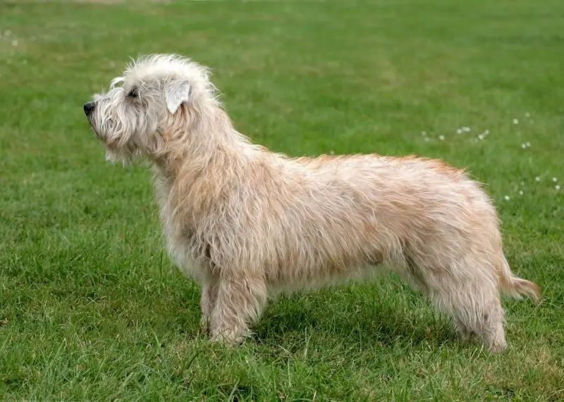 Hình ảnh chó Glen of Imaal Terrier 8