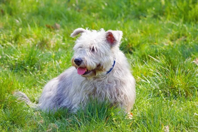 Hình ảnh chó Glen of Imaal Terrier 10