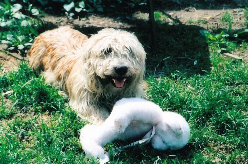 Hình ảnh chó Glen of Imaal Terrier 12