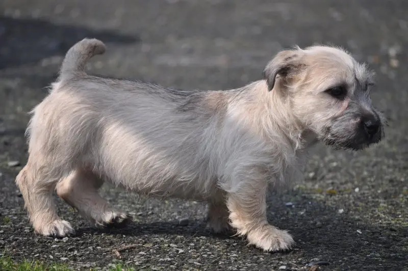 Hình ảnh chó Glen of Imaal Terrier 14