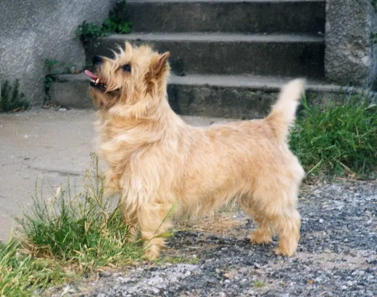 Hình ảnh chó Glen of Imaal Terrier 15