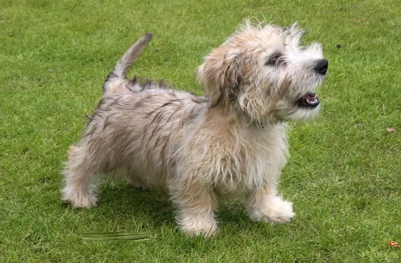 Hình ảnh chó Glen of Imaal Terrier 16