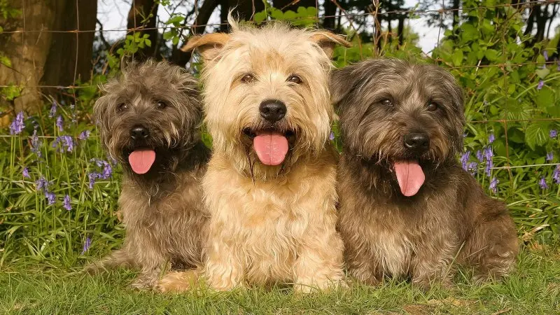 Hình ảnh chó Glen of Imaal Terrier 18