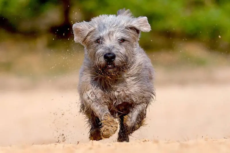 Hình ảnh chó Glen of Imaal Terrier 20