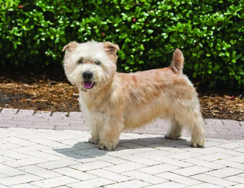 Hình ảnh chó Glen of Imaal Terrier 21