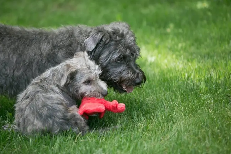 Hình ảnh chó Glen of Imaal Terrier 22