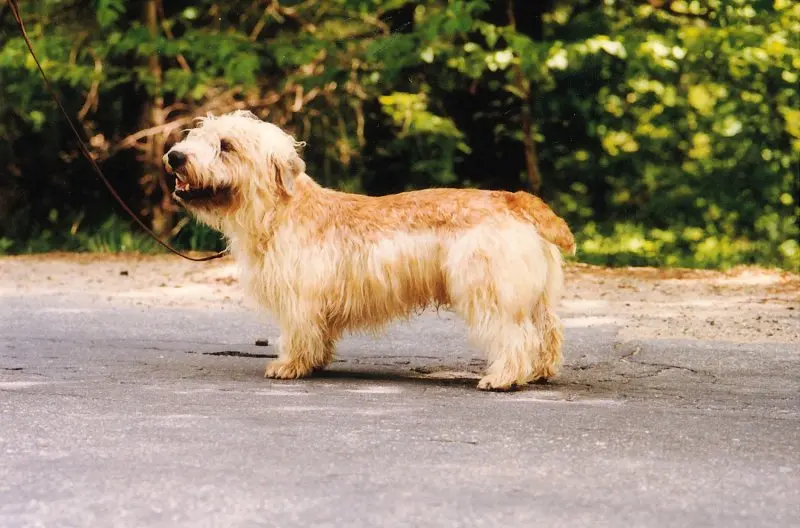 Hình ảnh chó Glen of Imaal Terrier 23