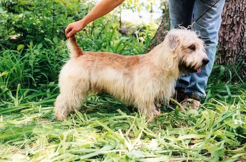 Hình ảnh chó Glen of Imaal Terrier 24