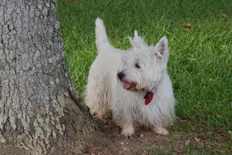 Hình ảnh chó Glen of Imaal Terrier 25