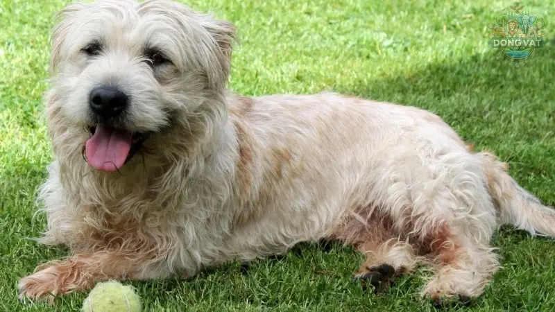 Chó Glen of Imaal Terrier có nguồn gốc từ đâu?