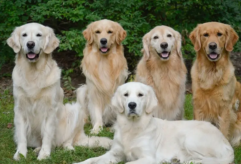 Chó Golden Retriever màu vàng