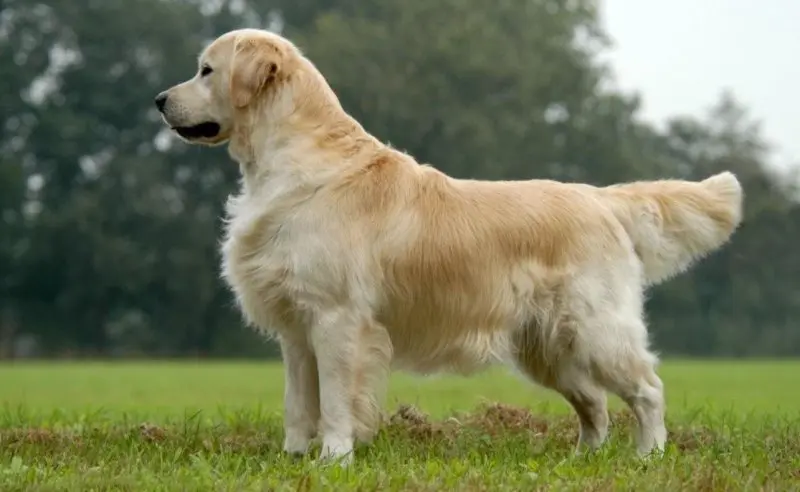 Vệ sinh cho chó Golden Retriever 2