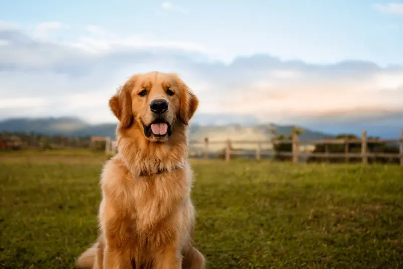 Các bệnh thường gặp của chó Golden Retriever