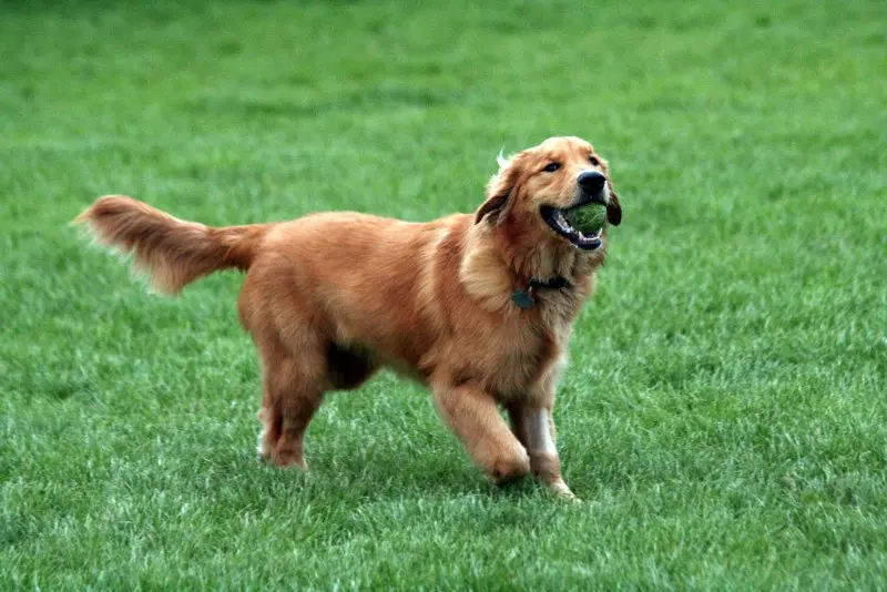 Giá bán chó Golden Retriever 1