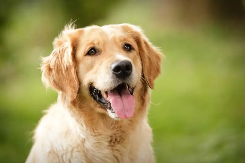 Giá bán chó Golden Retriever 2