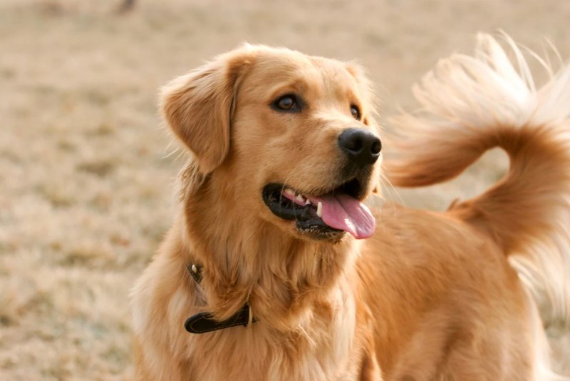 Những bí mật về chó Golden Retriever 1