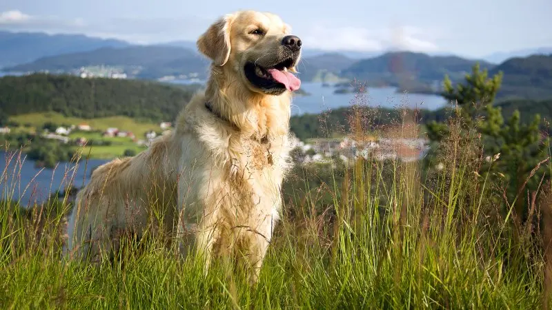 Những bí mật về chó Golden Retriever 2