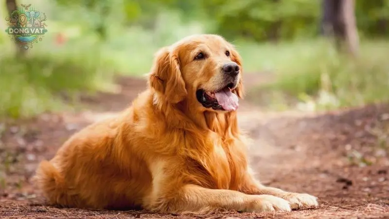 Nguồn gốc của chó Golden Retriever