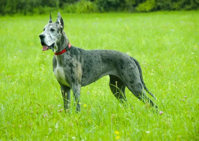 Hình ảnh chó Great Dane 21