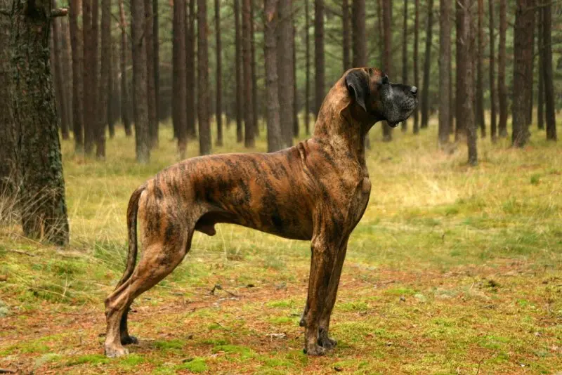 Hình ảnh chó Great Dane 19