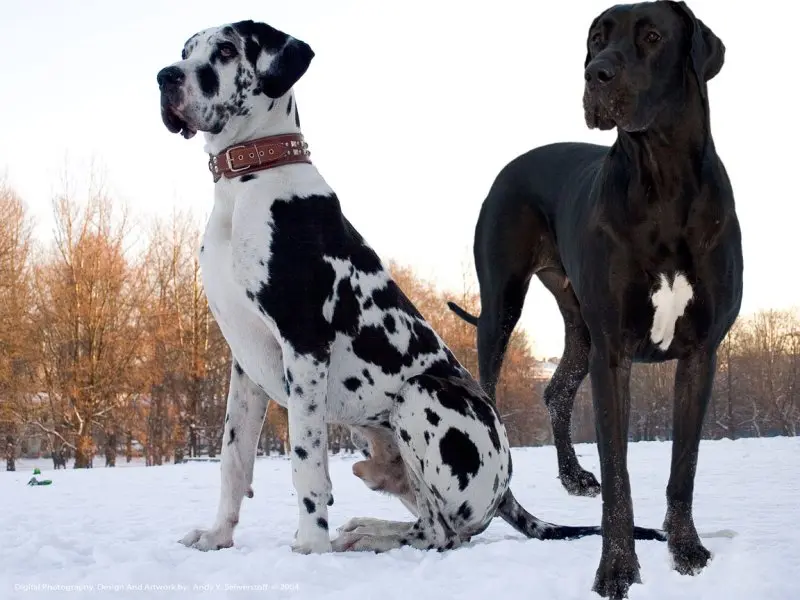 Hình ảnh chó Great Dane 17