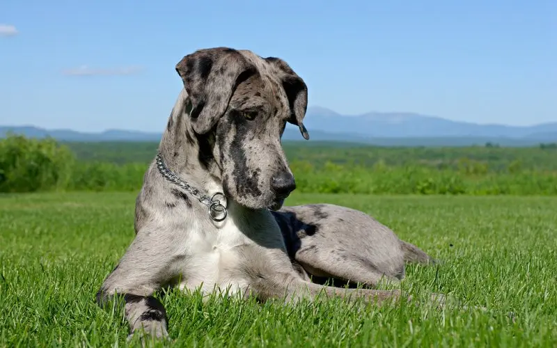 Hình ảnh chó Great Dane 16