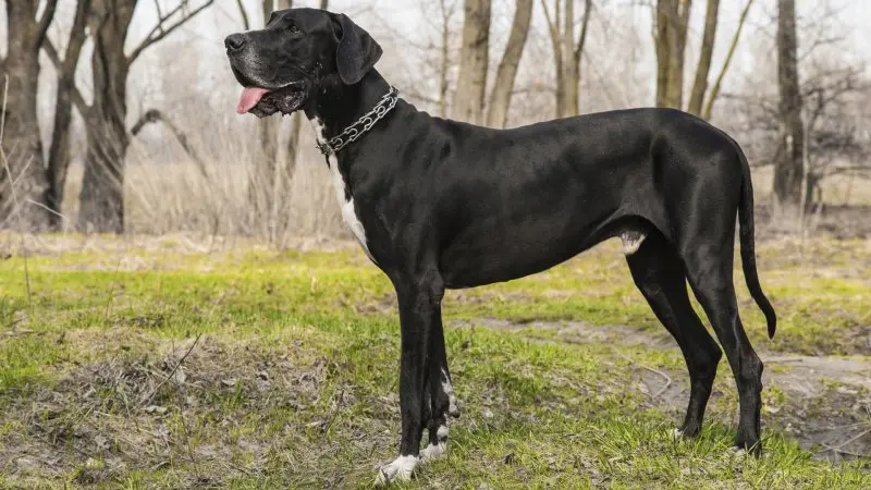 Hình ảnh chó Great Dane 15