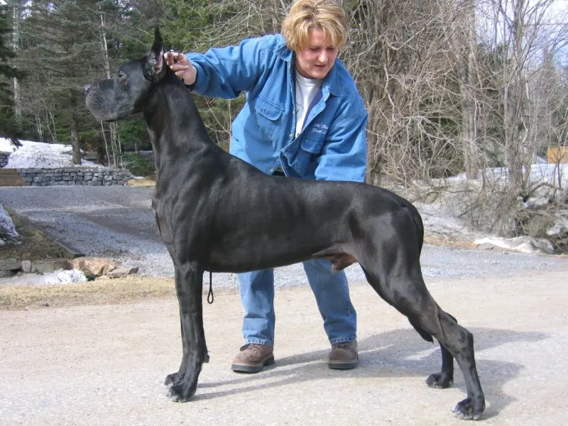 Hình ảnh chó Great Dane 14