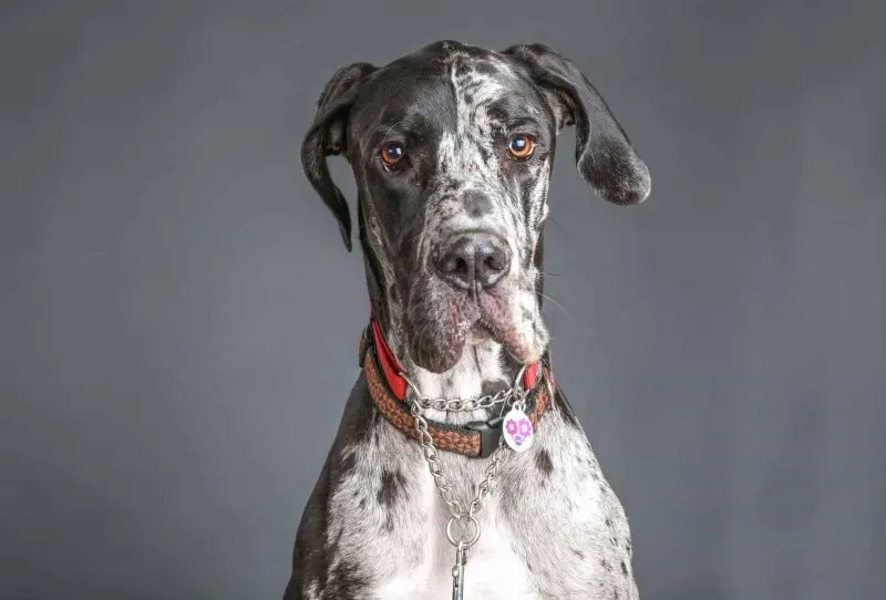 Hình ảnh chó Great Dane 13