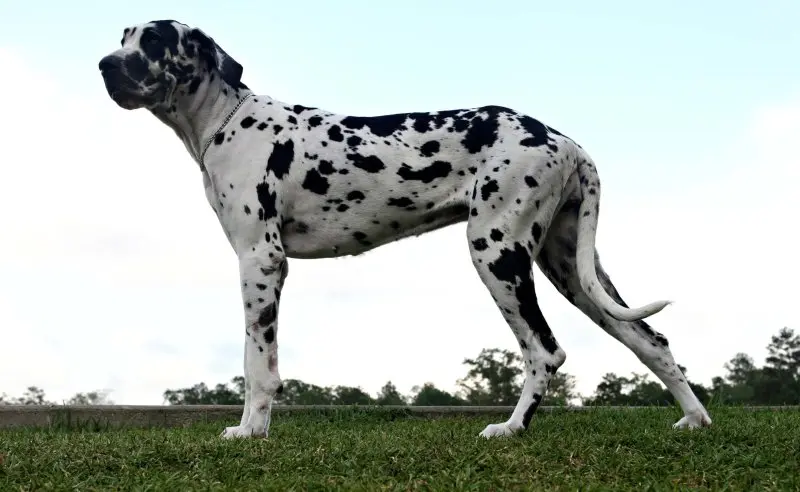 Hình ảnh chó Great Dane 12