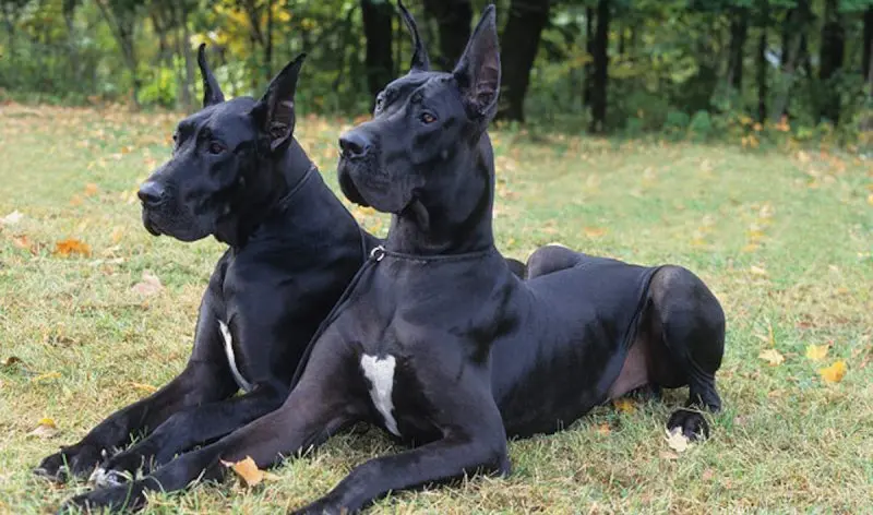 Hình ảnh chó Great Dane 8