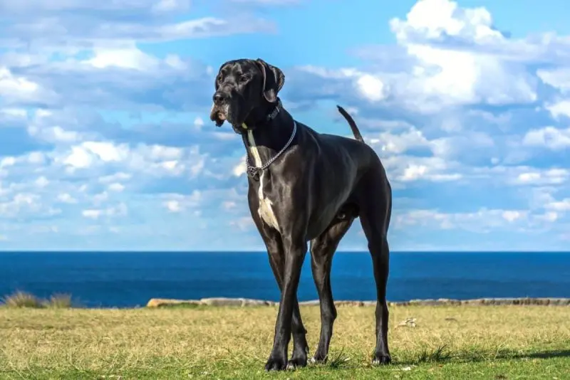 Hình ảnh chó Great Dane 6