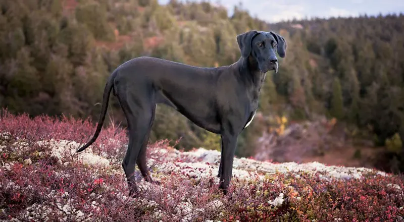 Hình ảnh chó Great Dane 2