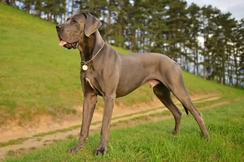 Hình ảnh chó Great Dane 1