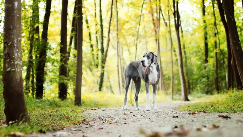 Chó Great Dane có giá bao nhiêu