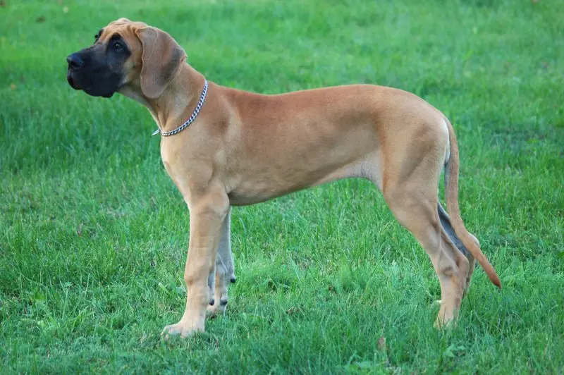 Cách chăm sóc chó Great Dane 2