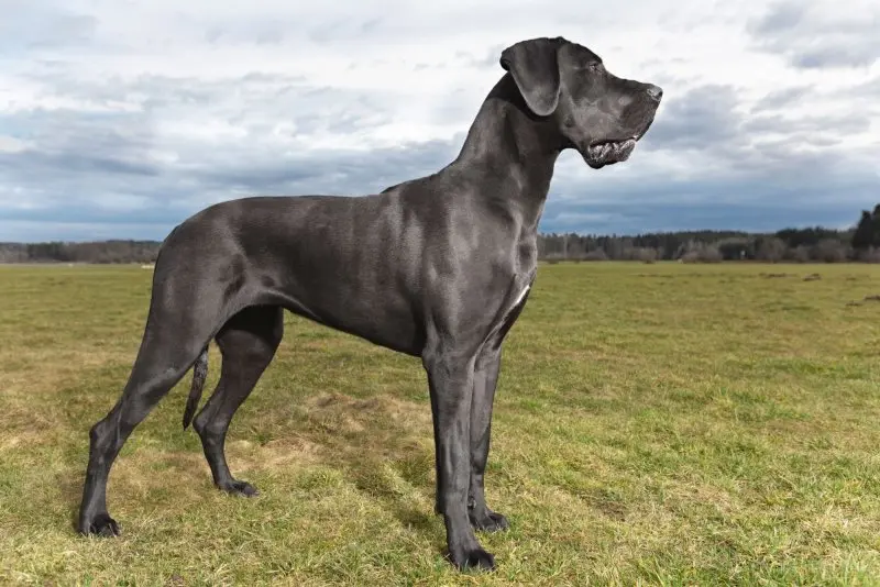 Nguồn gốc của loài chó Great Dane