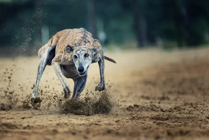 Hình ảnh về chó Greyhound 26