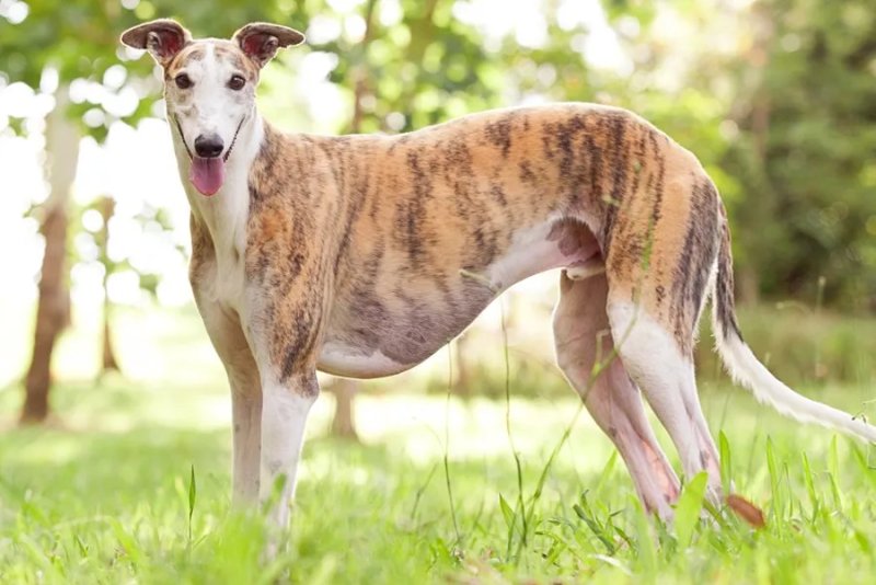 Hình ảnh về chó Greyhound 17