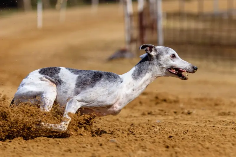 Hình ảnh về chó Greyhound 14