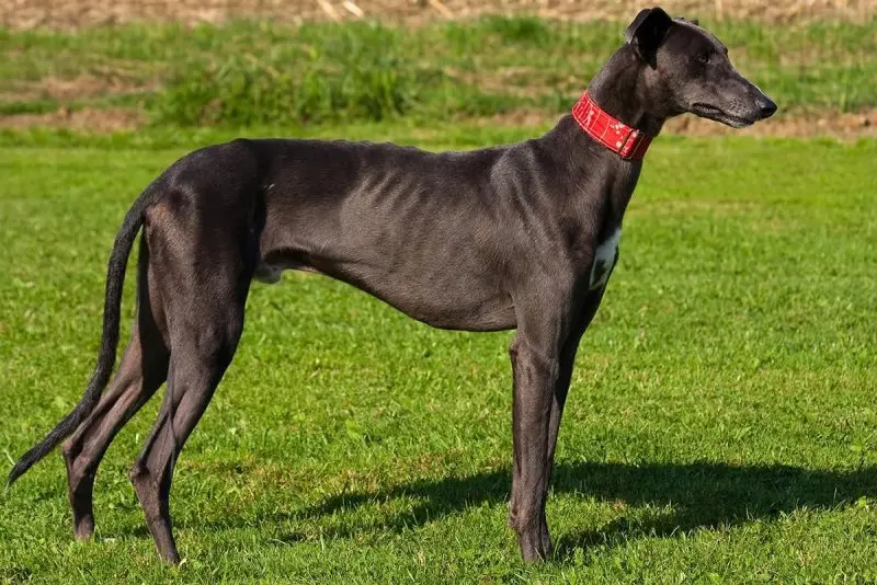 Hình ảnh về chó Greyhound 9