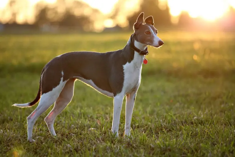 Hình ảnh về chó Greyhound 1