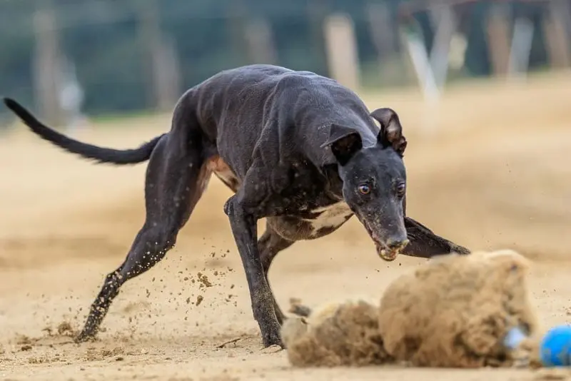 Giá bán chó Greyhound